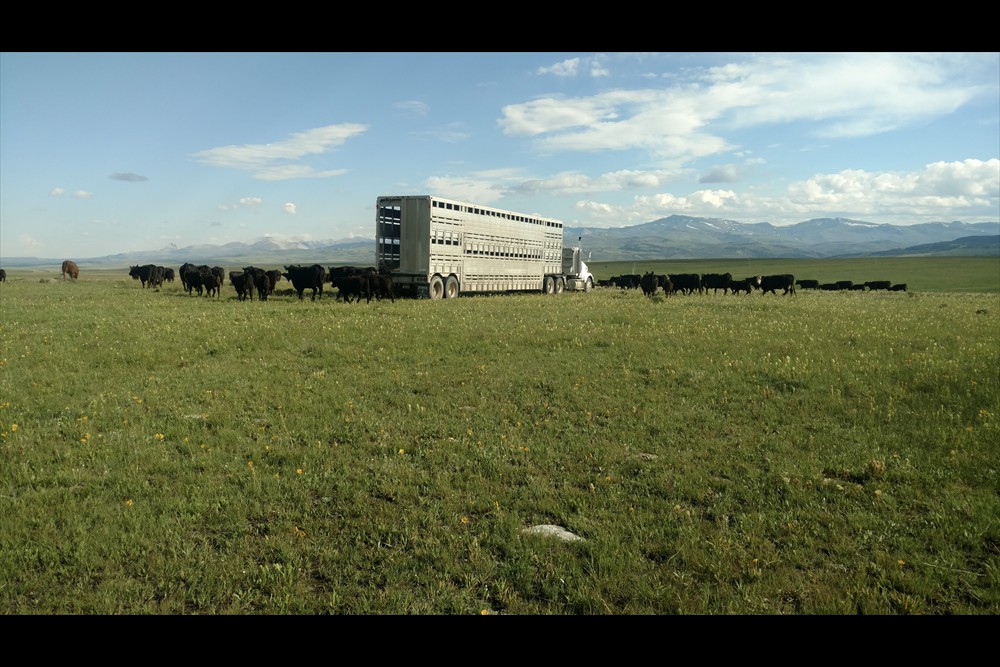 Hauling cows to Summer Pasture