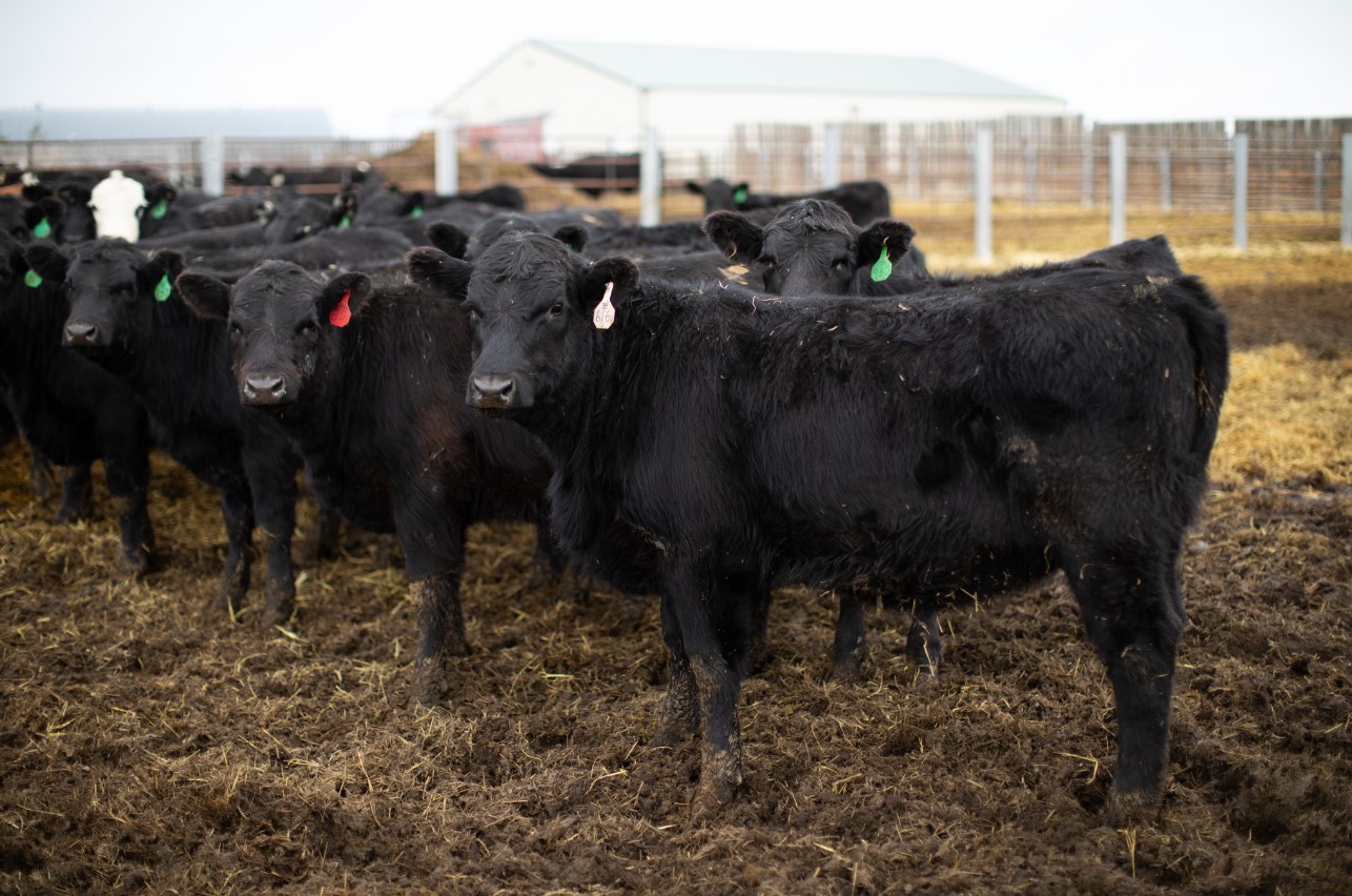 Yearling Replacement Heifers