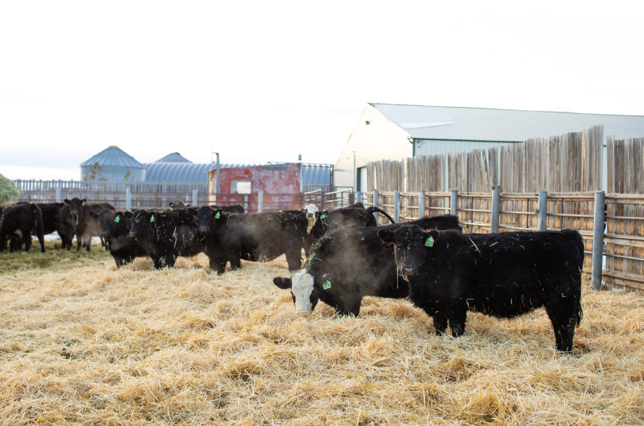 Yearling Replacement Heifers