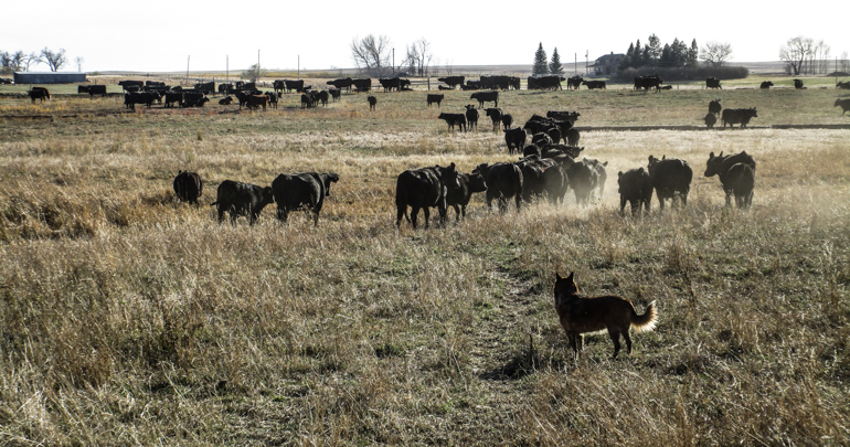 Livestock Production at Tumbleweed Ranch