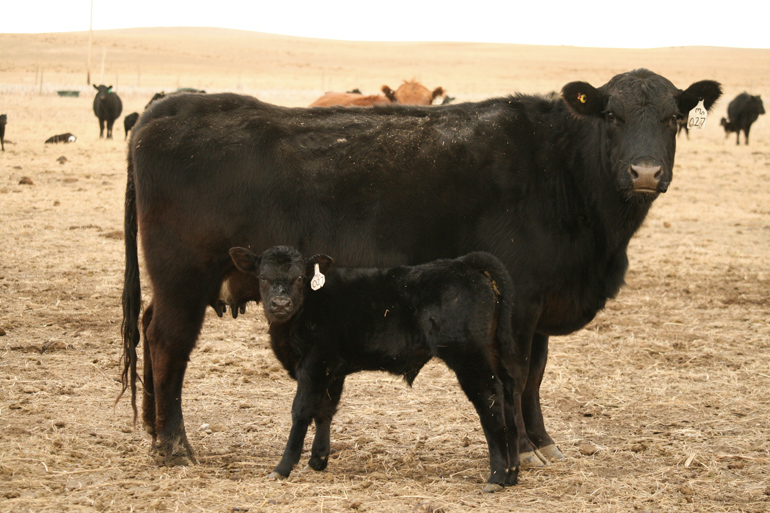 Livestock Production at Tumbleweed Ranch