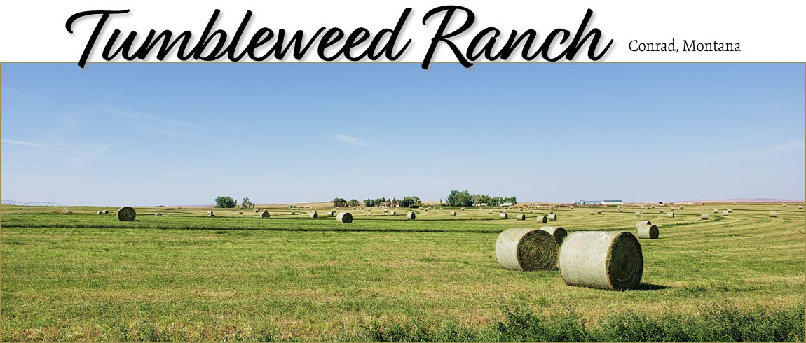 Tumbleweed Ranch, Conrad MT
