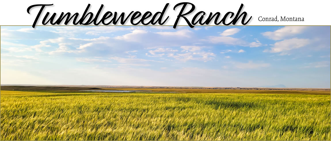 Tumbleweed Ranch, Conrad MT