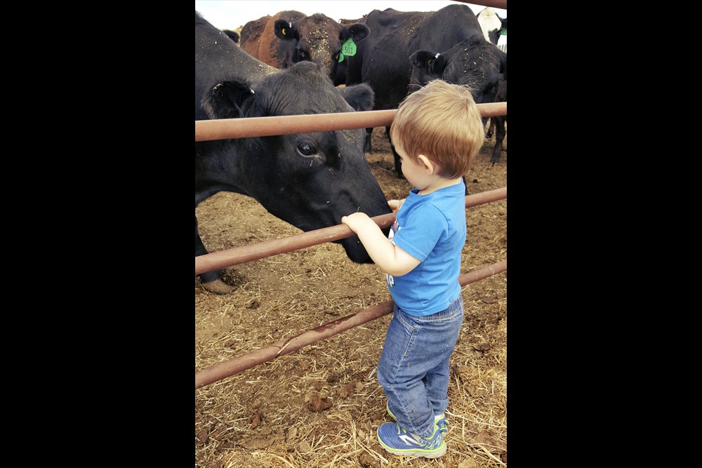 Hayden the Cattleman